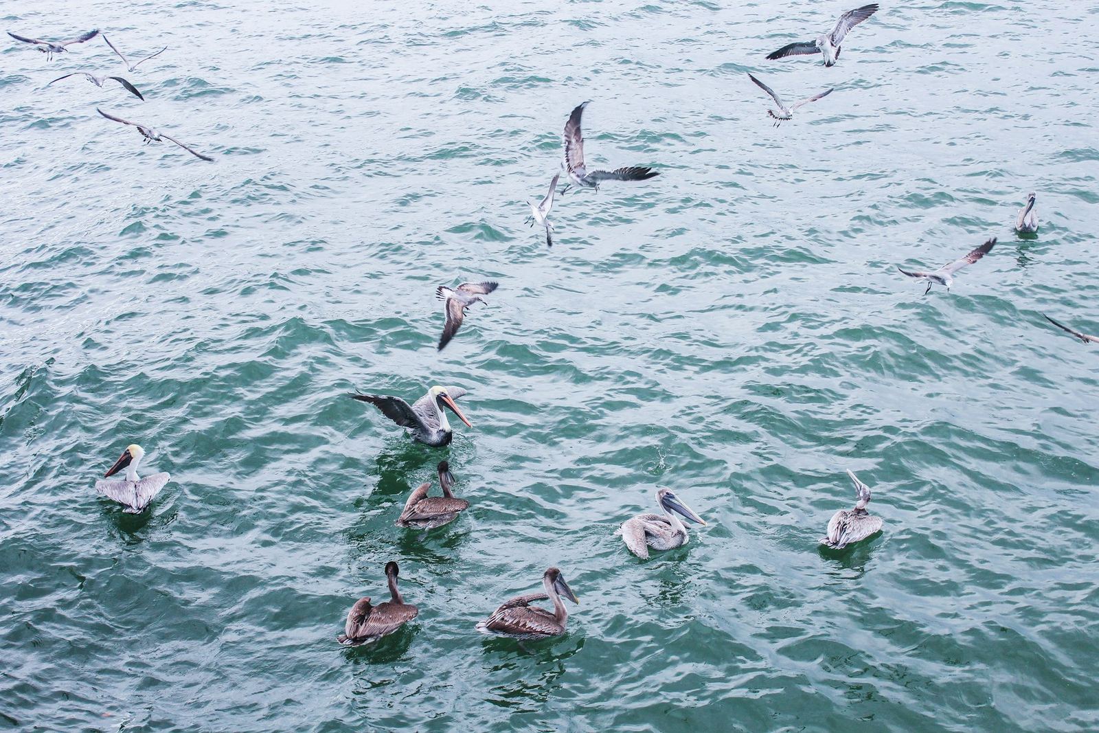 Pelicans and gulls resting on calm water