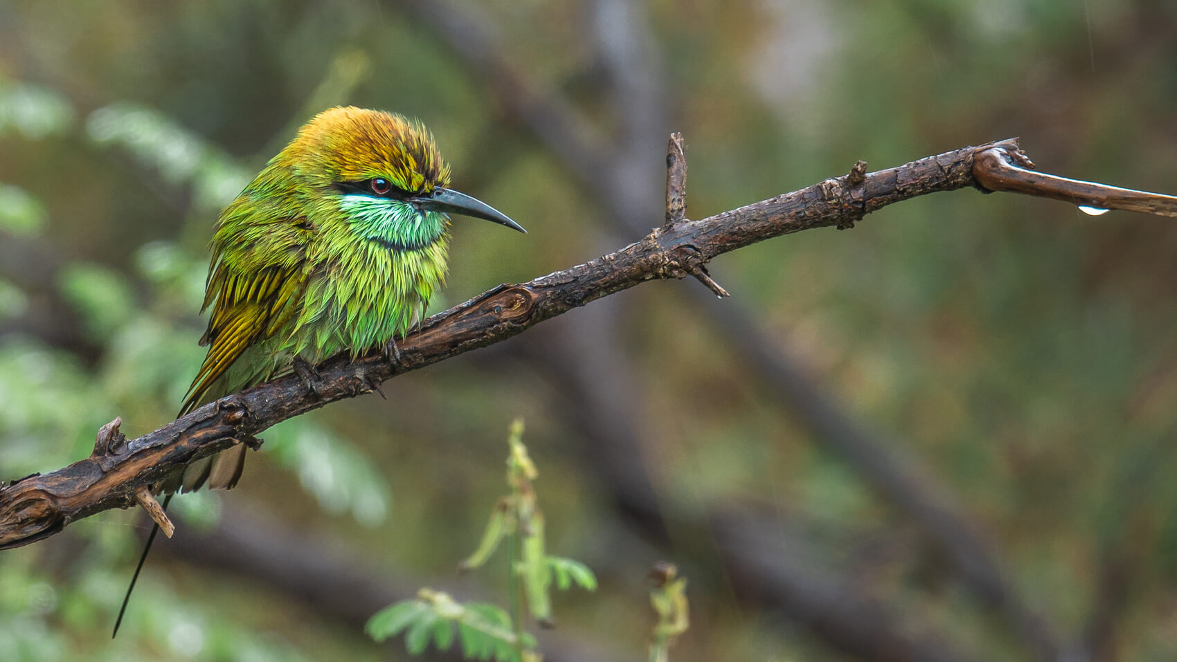 A green bee-eater perched on a branch