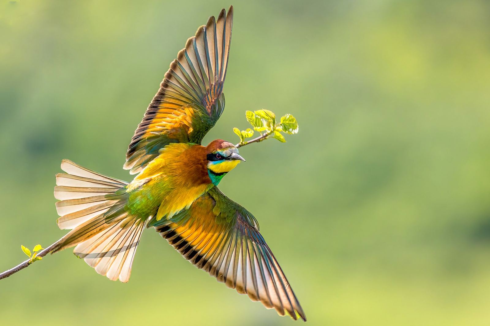 European Bee-eater